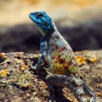 Southern rock agama