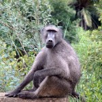 Chacma Baboon