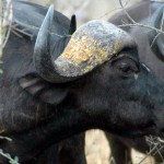 Buffalo
