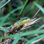 Drakensberg Dwarf Chameleon