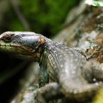 Drakensberg Crag Lizard