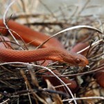 Southern brown egg eater