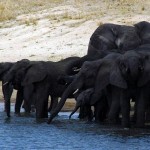 African Elephant