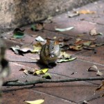 Striped Field Mouse