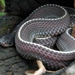 Cape file snake