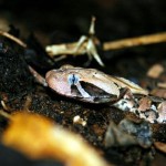 Gaboon adder