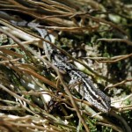 Cape Dwarf Gecko