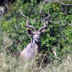 Kudu