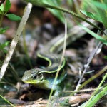 Yellow-throated Plated Lizard