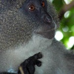 Samango Monkey