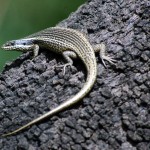 Variable Skink
