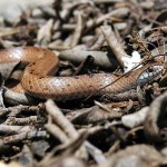 Common slug eater