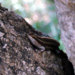 Striped Skink