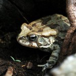 Eastern Olive Toad