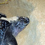 Leatherback Turtle